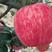 众成三号苹果苗成熟于10月中下旬红富士苹果苗