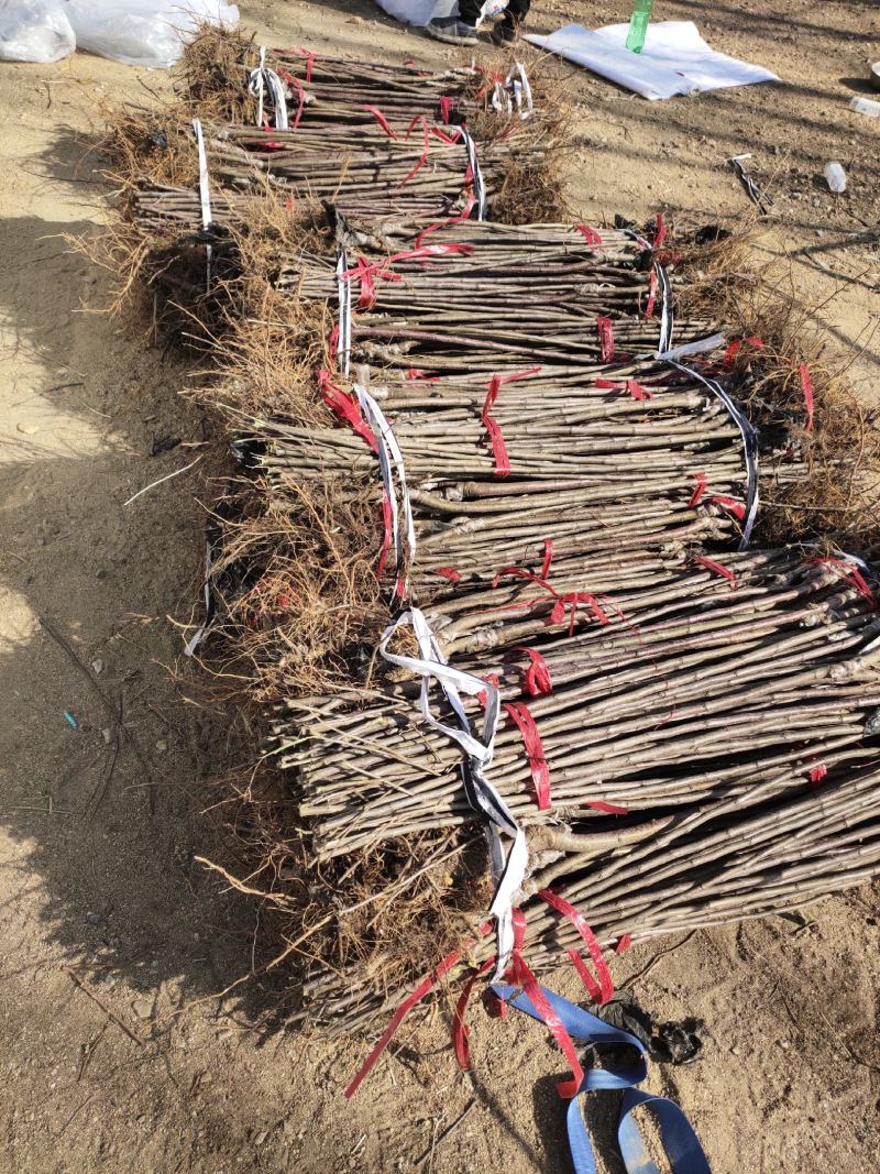 众成三号苹果苗新2001条纹苹果苗成熟于10月中下旬