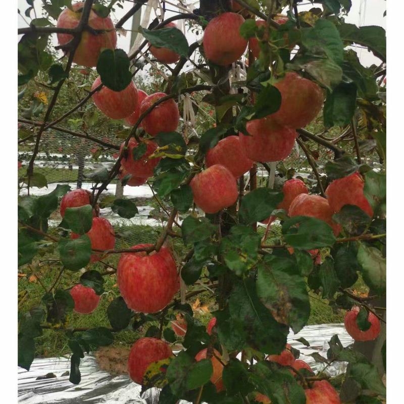 秦脆苹果树苗成熟9月下旬蛇果苹果苗