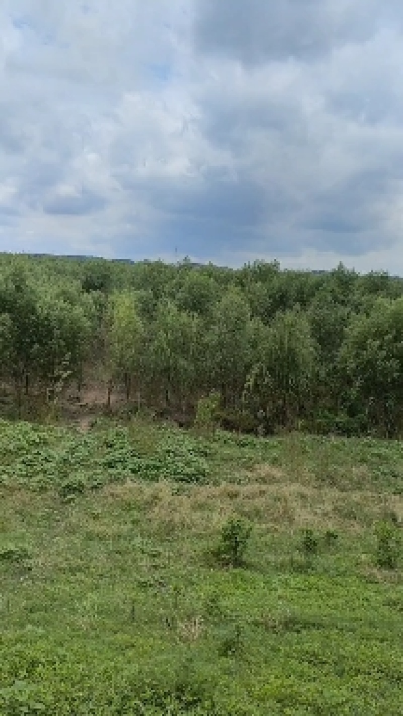 湖南精品绿化苗木乔灌木柳树精品旱柳生态苗木基地