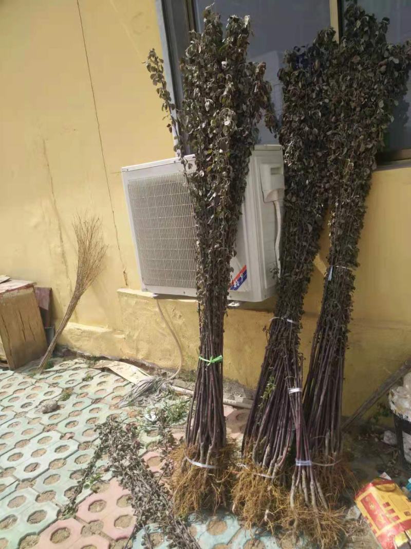 秦脆苹果树苗成熟9月下旬蛇果苹果苗