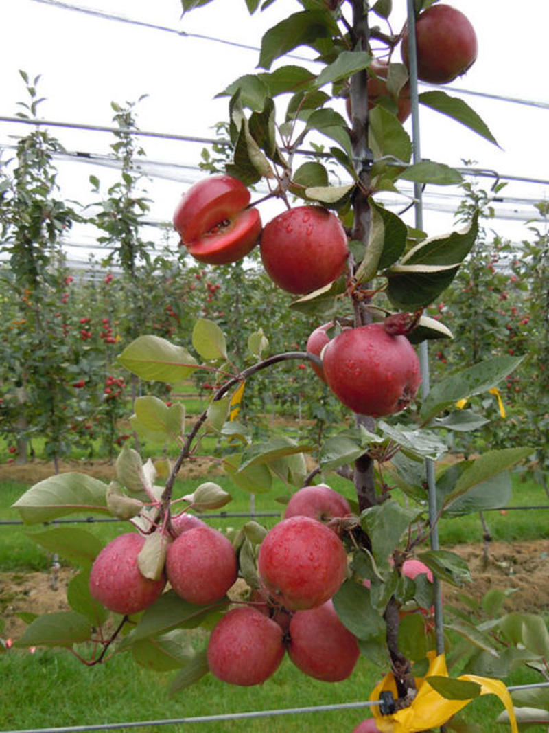 秦脆苹果树苗成熟9月下旬蛇果苹果苗