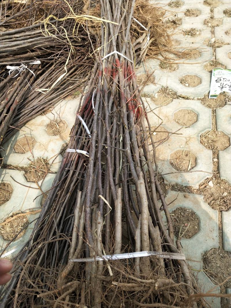 秦脆苹果树苗成熟9月下旬蛇果苹果苗