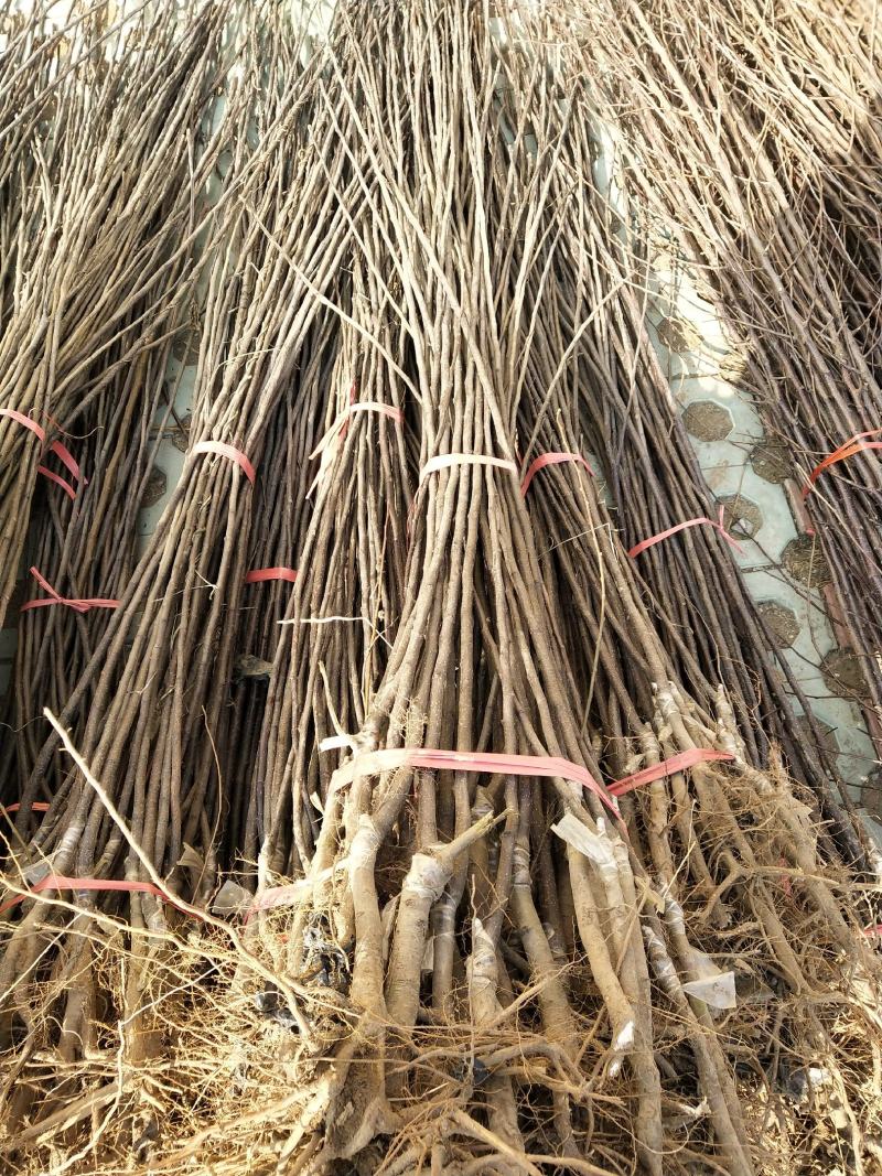 秦脆苹果树苗成熟9月下旬蛇果苹果苗
