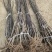 秦脆苹果树苗成熟9月下旬蛇果苹果苗