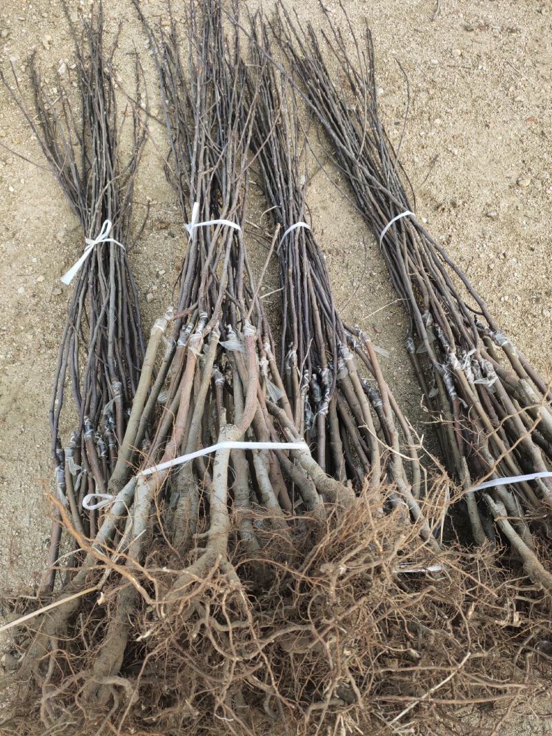 秦脆苹果树苗成熟9月下旬蛇果苹果苗