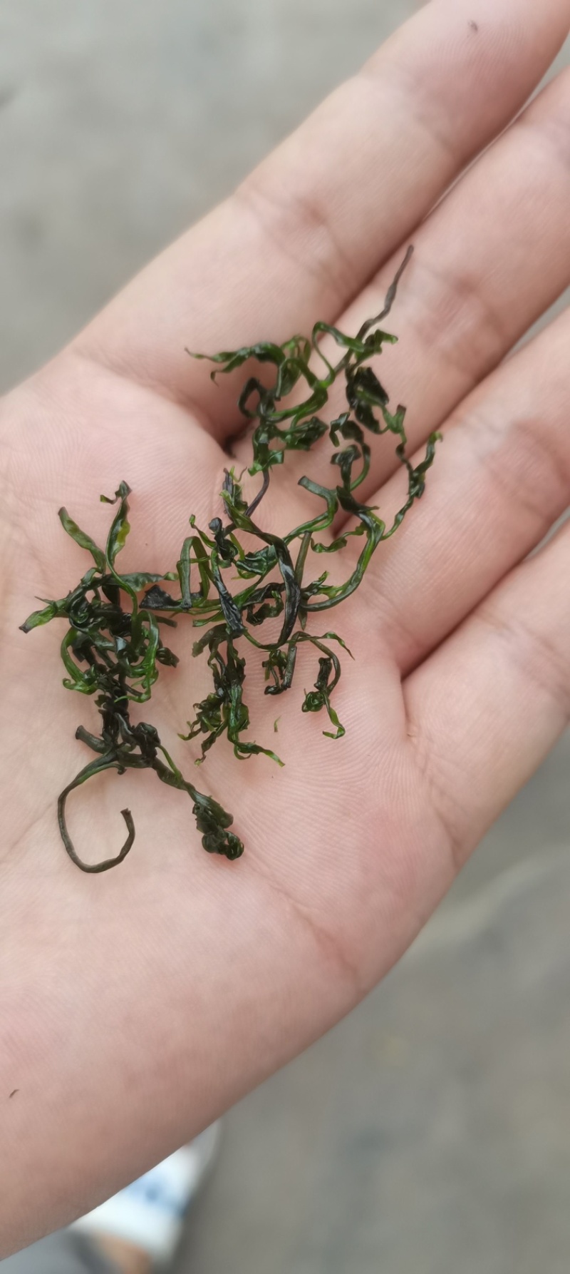 四川小叶苦丁青山绿水茶