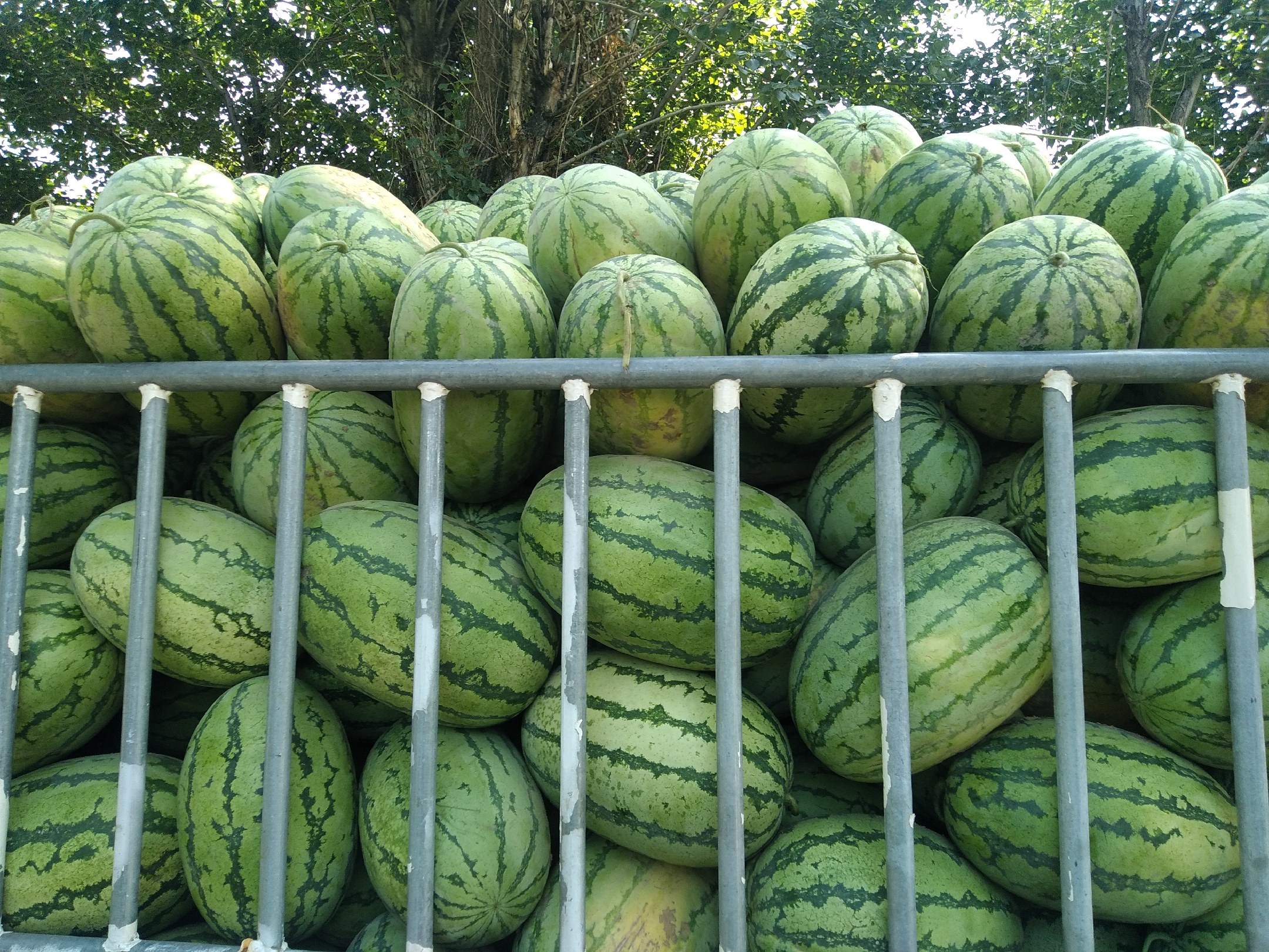 无籽西瓜品种展示