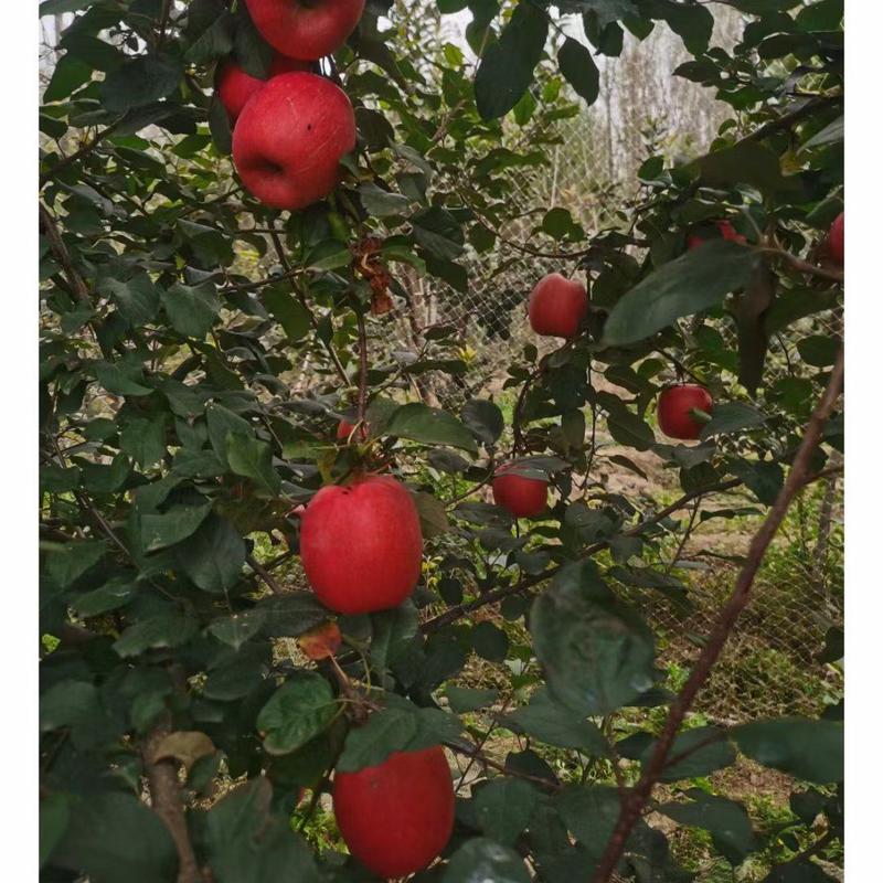 秦脆苹果苗成熟于10月中下旬