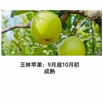 王林苹果树苗9月底成熟苹果苗