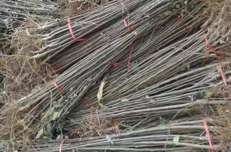 王林苹果树苗9月底成熟苹果苗