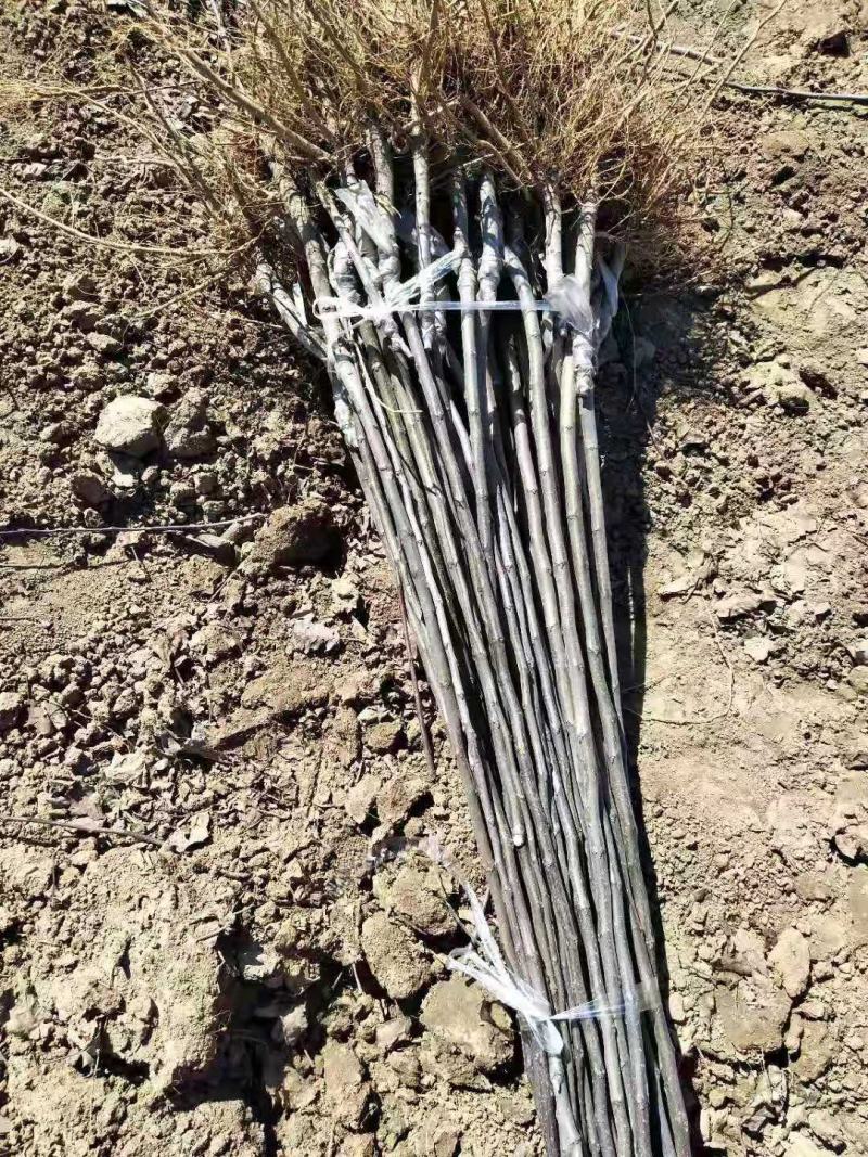 王林苹果树苗9月底成熟苹果苗