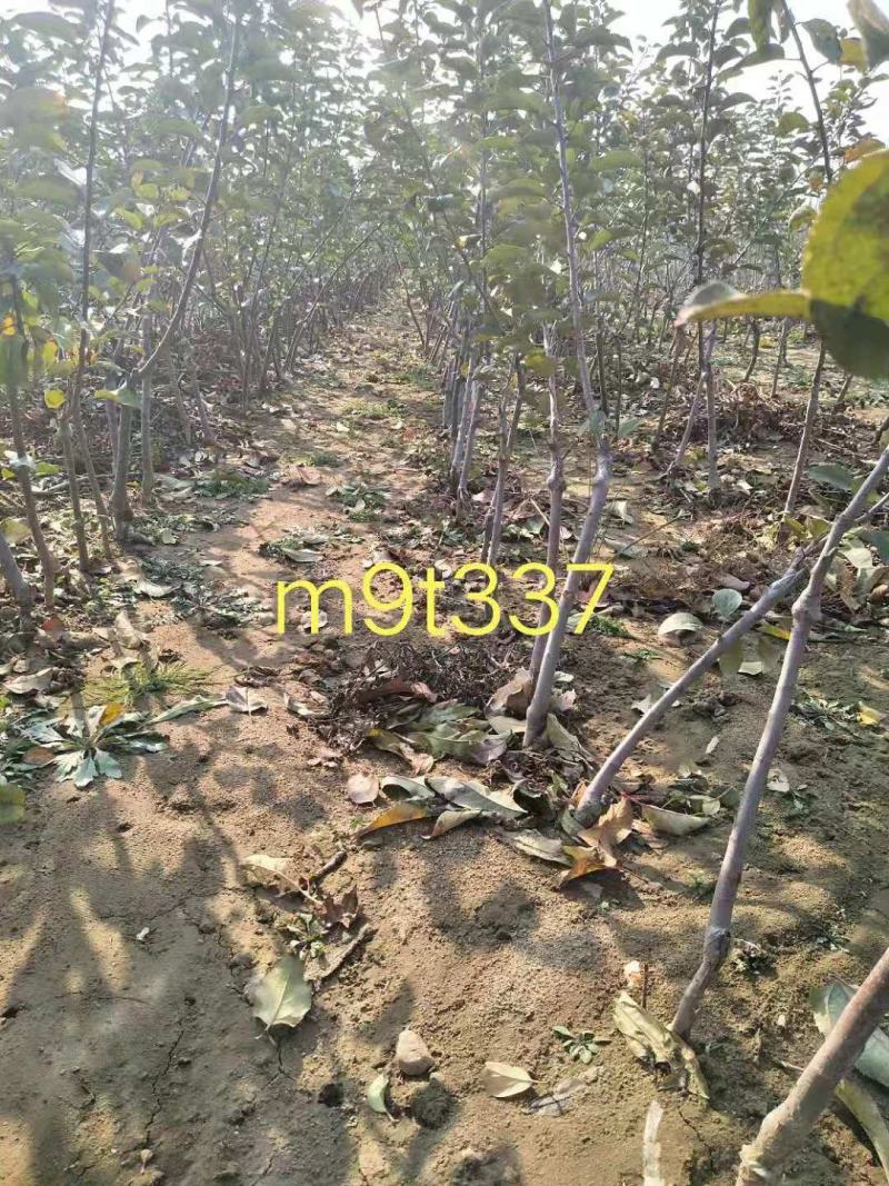 王林苹果树苗9月底成熟苹果苗
