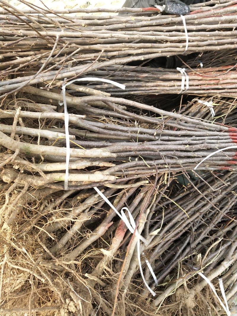 王林苹果树苗9月底成熟苹果苗