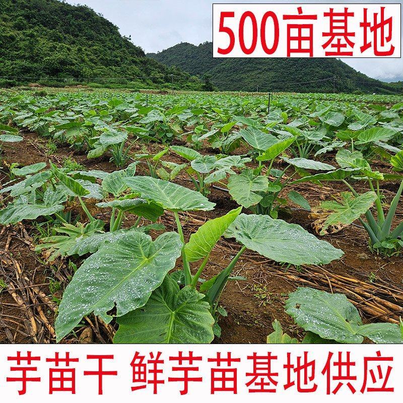 芋苗干芋梗干广西农家500亩种植基地全农家肥芋蒙芋禾干