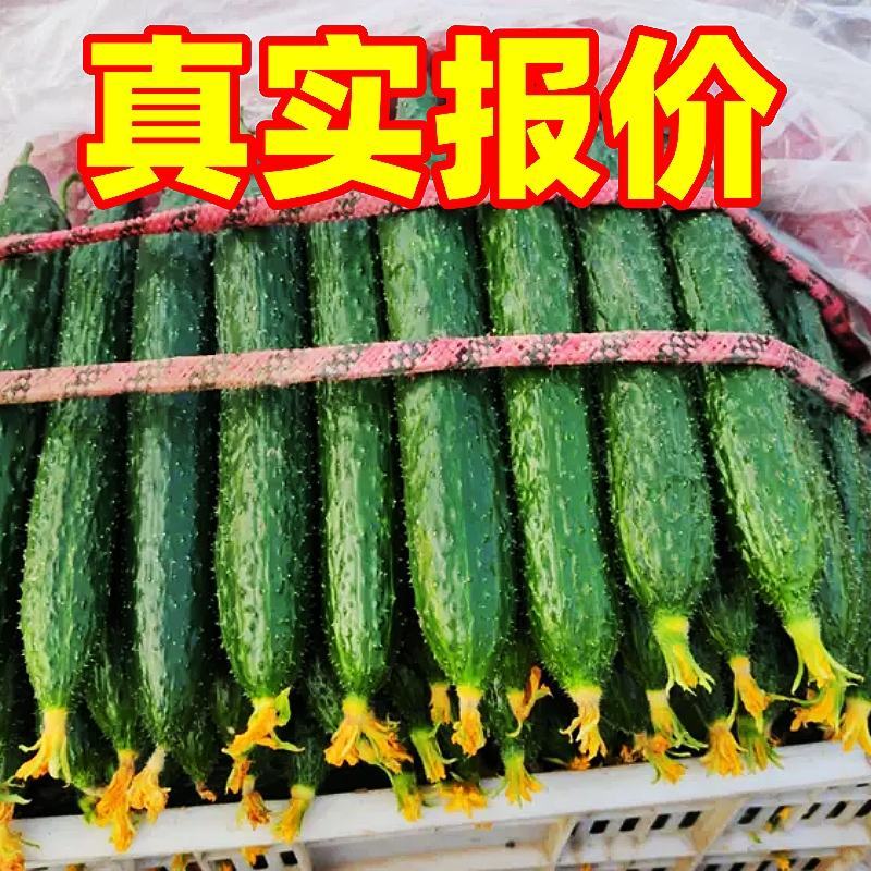 【万亩黄瓜，大量上市】电商货量大便宜，净棚陆地暖冷棚上货