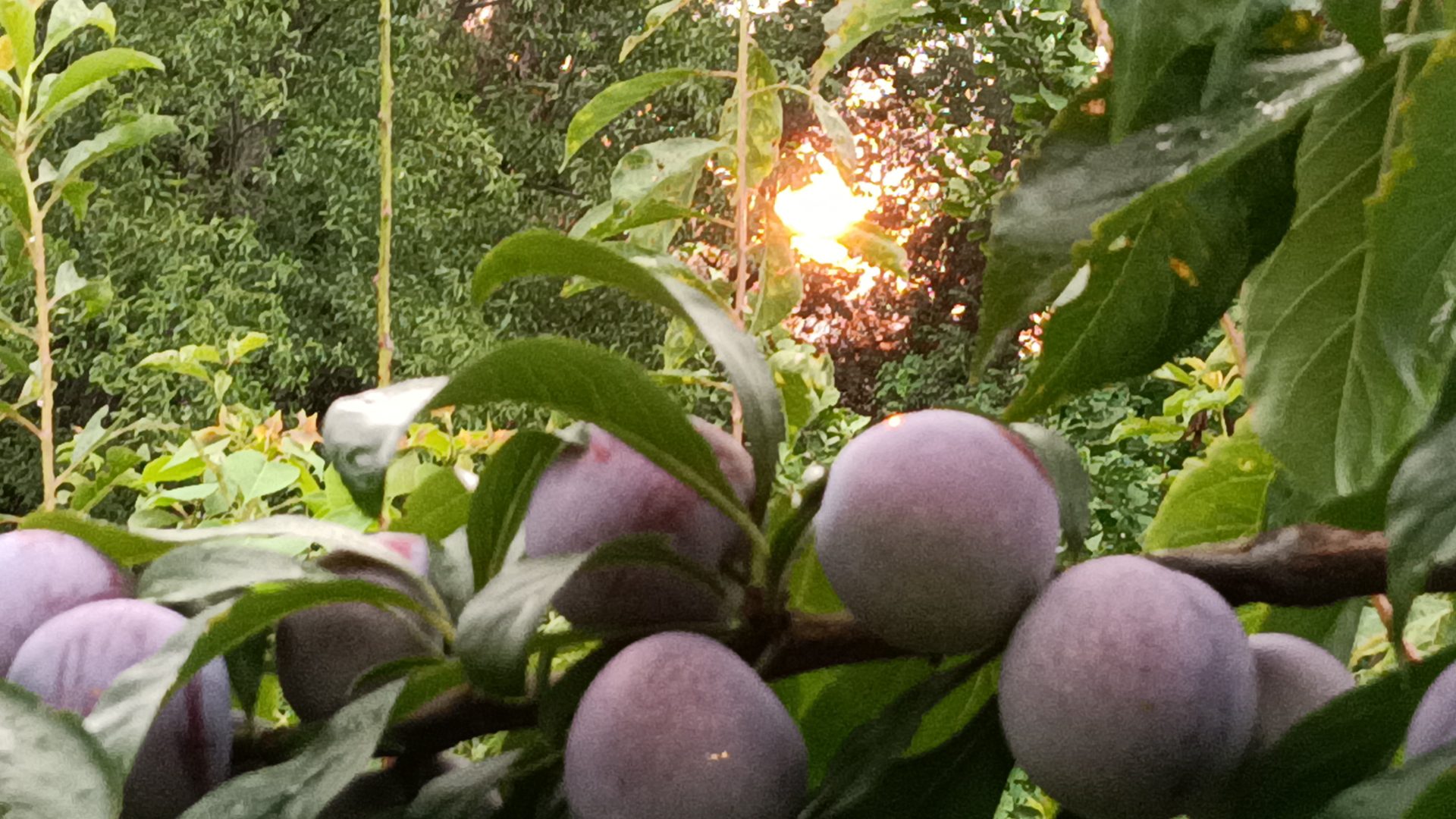 脆蜂蜜甜李子特写