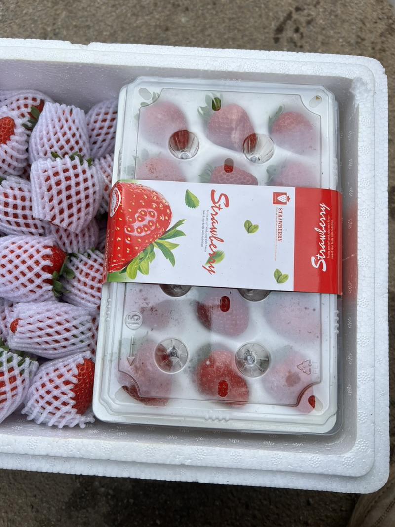 四季草莓加工草莓专烘焙蛋糕店奶茶店糖葫芦基地直销批发为主