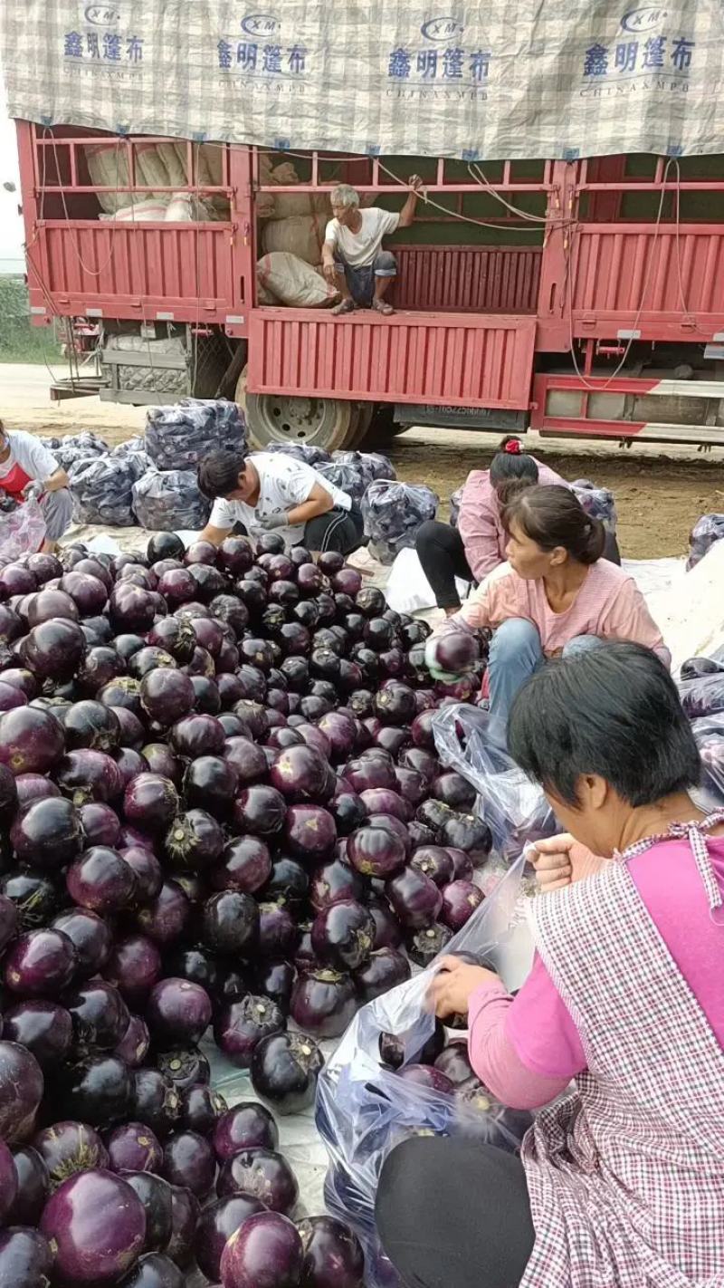 【一直到年底】山东莘县紫光圆茄子园茄，耐运输，光泽，量大