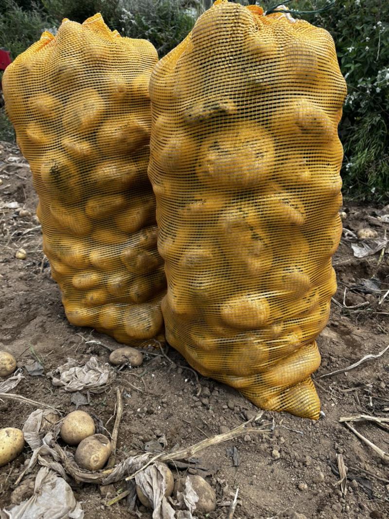 威宁高山高海拔种植云薯902