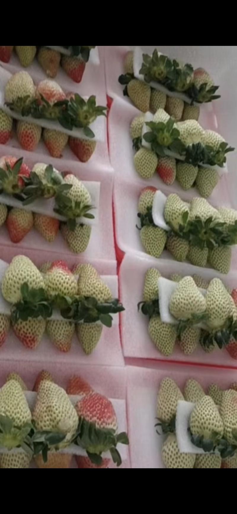四季草莓加工草莓专烘焙蛋糕店奶茶店糖葫芦基地直销批发为主