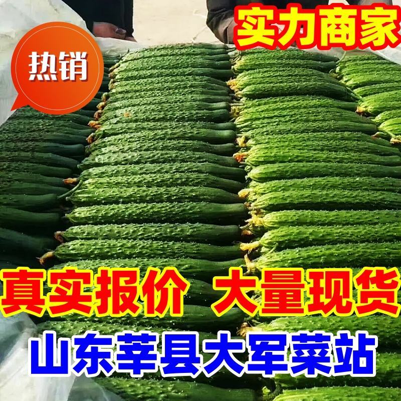 黄瓜【上货快，价格低】山东莘县黄瓜市场，青瓜大宗批发