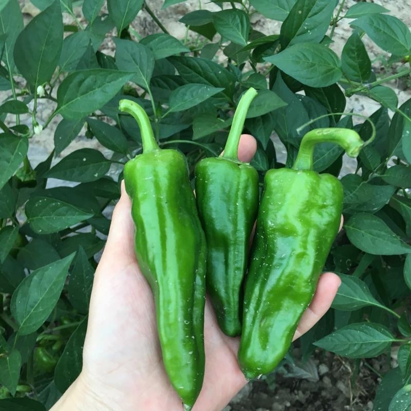 薄皮辣椒芜湖椒15到20厘米品质好全国发货