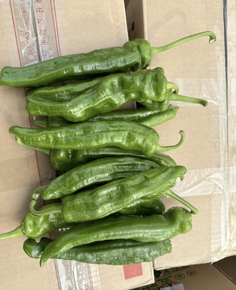 薄皮辣椒芜湖椒15到20厘米品质好全国发货