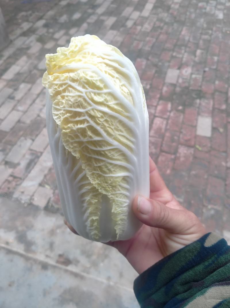 精品娃娃菜基地，净菜打包，产地直发/一手货源。