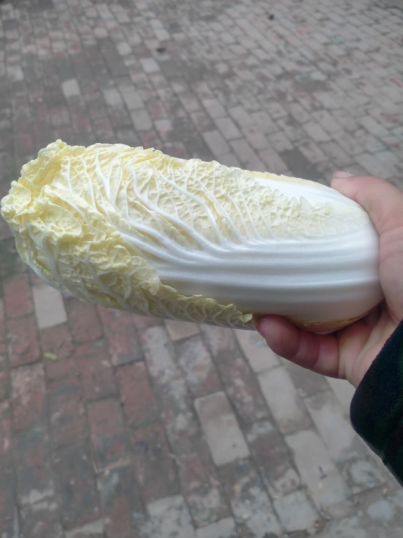 精品娃娃菜基地，净菜打包，产地直发/一手货源。