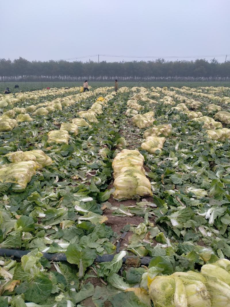 精品娃娃菜基地，净菜打包，产地直发/一手货源。