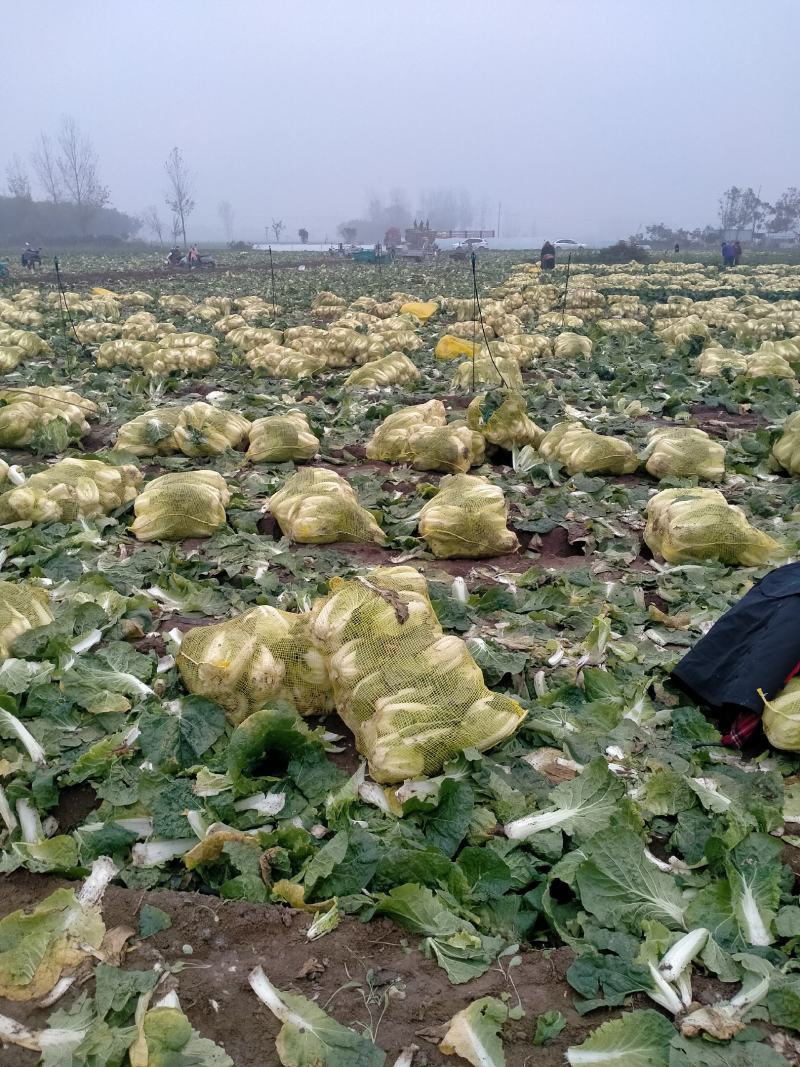 精品娃娃菜基地，净菜打包，产地直发/一手货源。