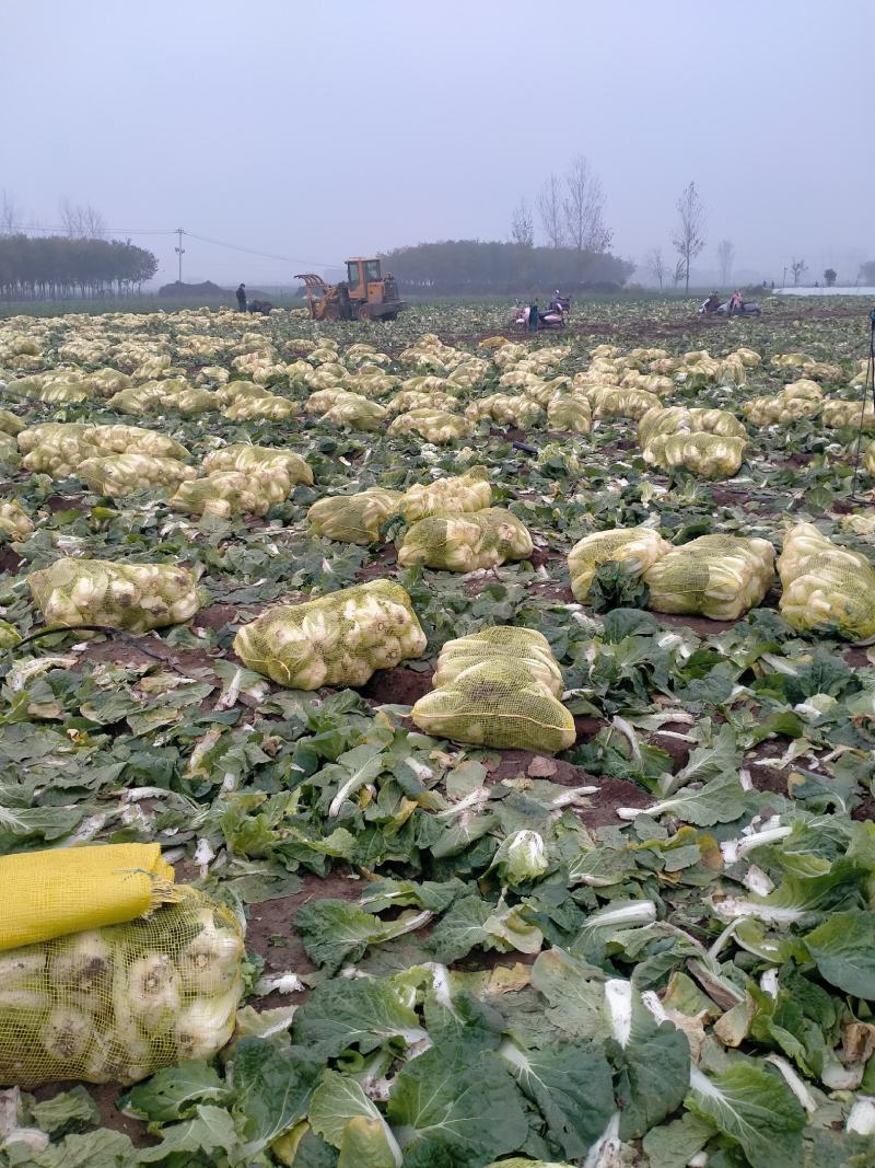 精品娃娃菜基地，净菜打包，产地直发/一手货源。