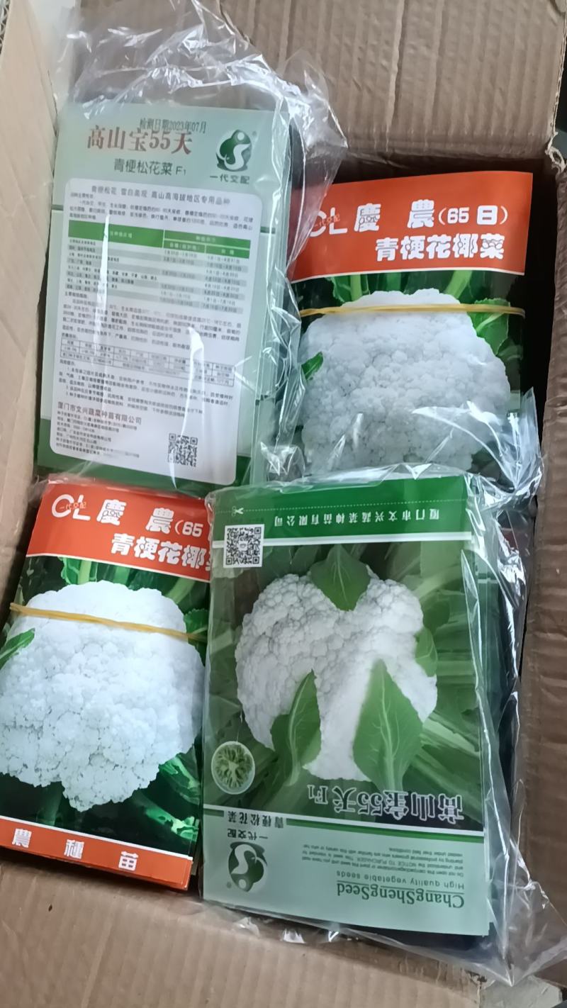 松花苗散花苗粗壮漂亮根系发达成活率高省内大巴直达品质保证