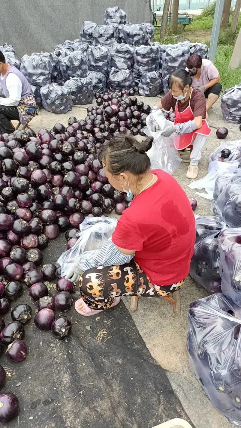 【专业圆茄市场】山东莘县紫光圆茄，电商，市场赶集小车量大