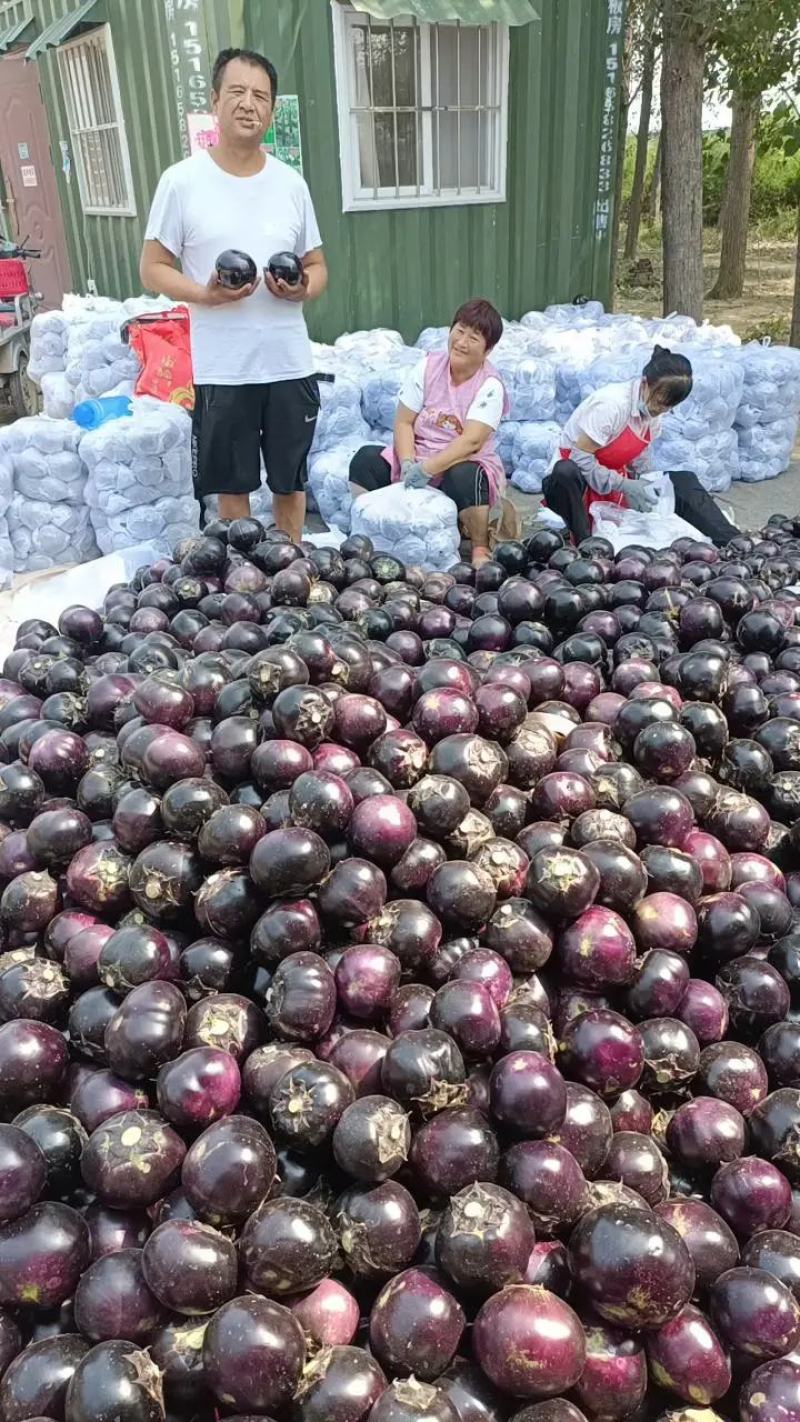 【专业圆茄市场】山东莘县紫光圆茄，电商，市场赶集小车量大