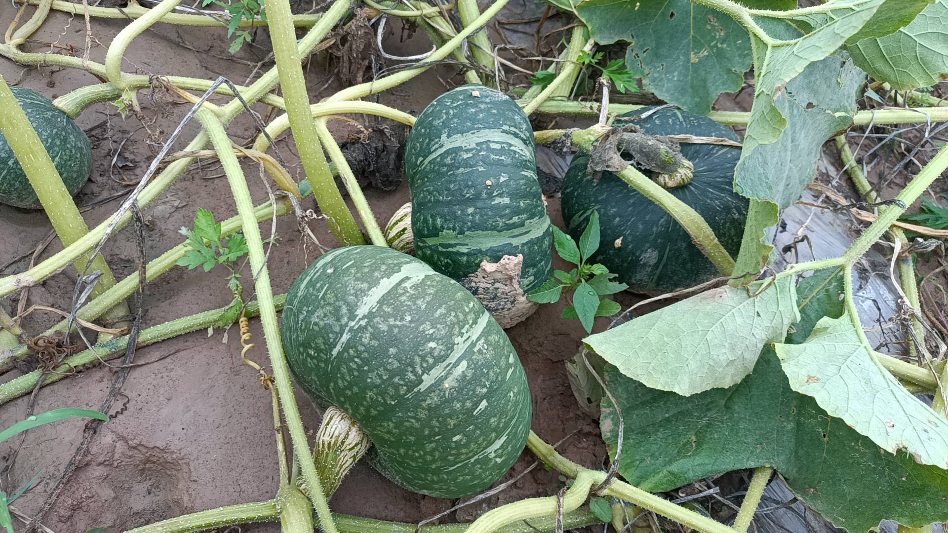 展示新鲜采摘的板栗南瓜藤,嫩叶与藤茎清晰可见 板栗南瓜藤特写