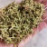 贵州贞丰高山金银花茶浓浓的清香味，清香扑鼻