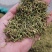 贵州贞丰高山金银花茶浓浓的清香味，清香扑鼻