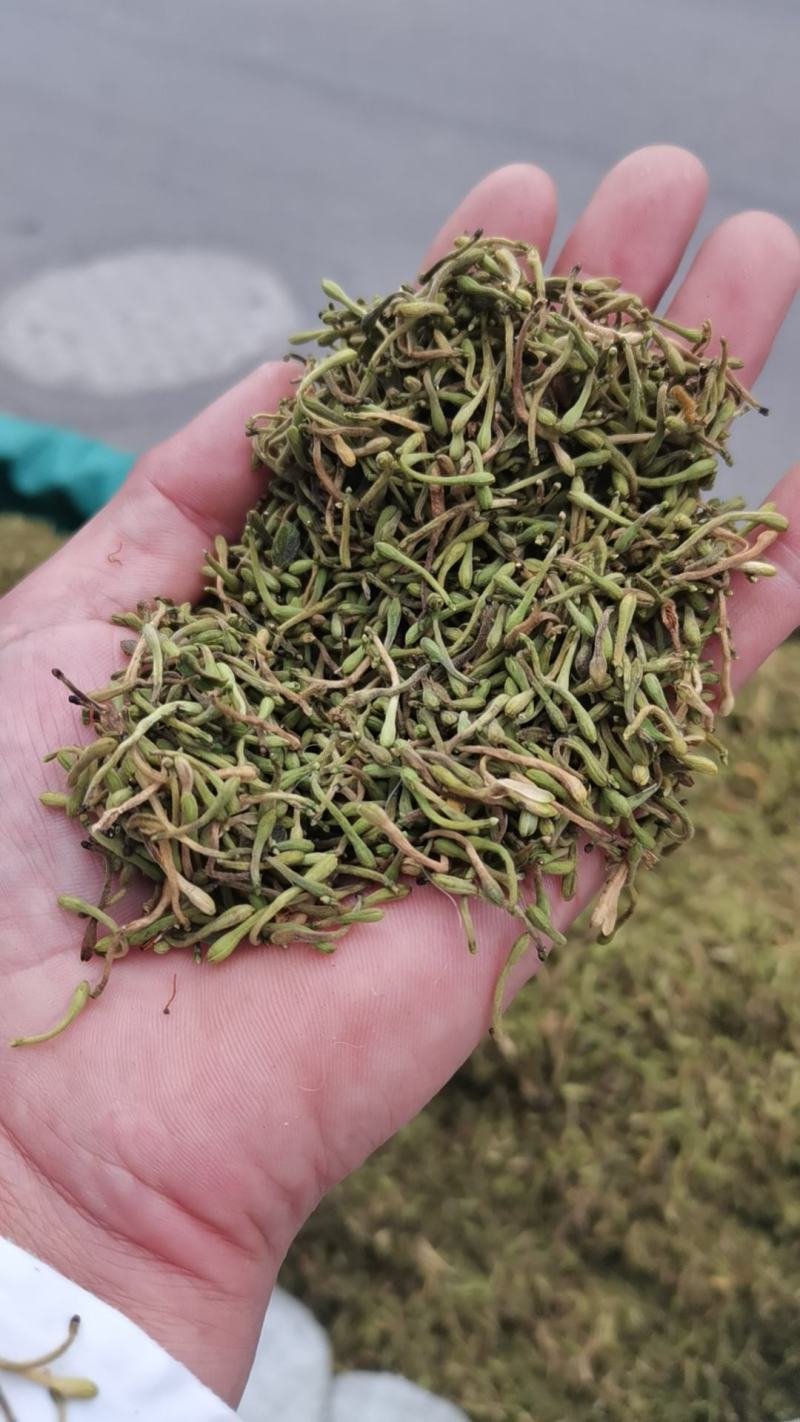 贵州贞丰高山金银花茶浓浓的清香味，清香扑鼻