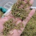 贵州贞丰高山金银花茶浓浓的清香味，清香扑鼻