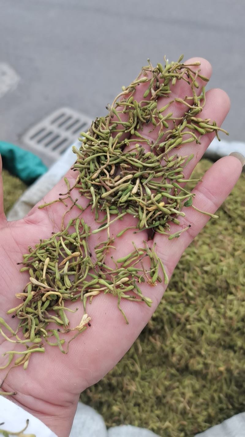 贵州贞丰高山金银花茶浓浓的清香味，清香扑鼻