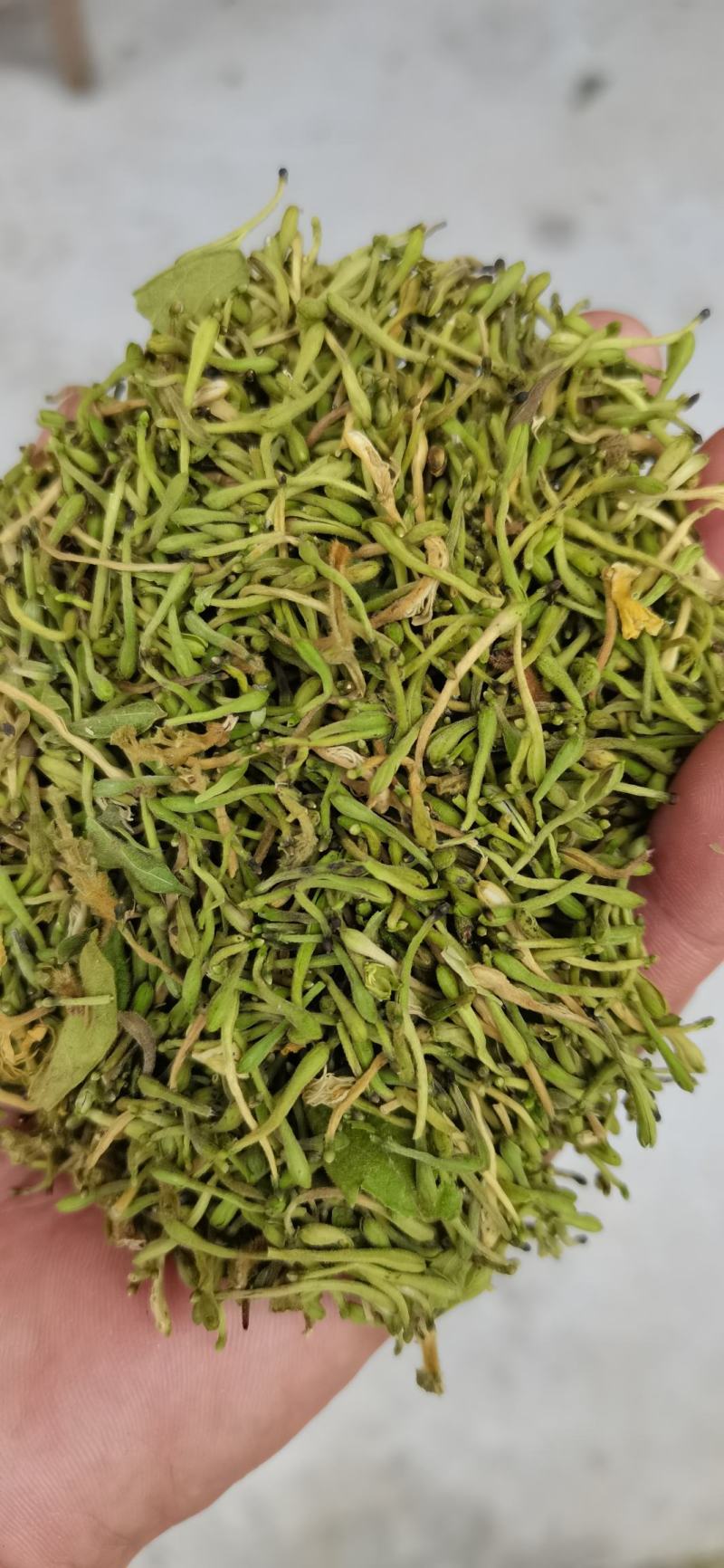 贵州贞丰高山金银花茶浓浓的清香味，清香扑鼻
