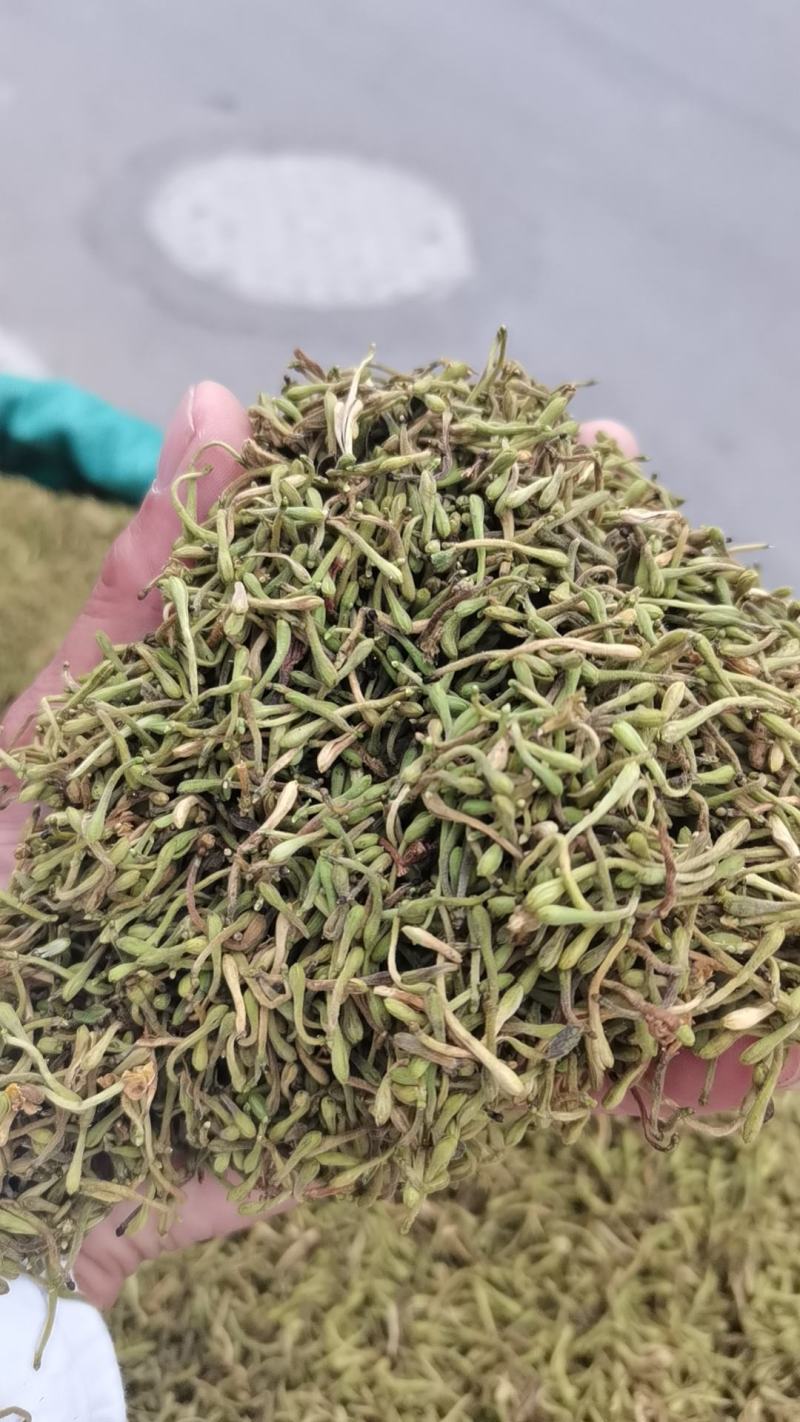 贵州贞丰高山金银花茶浓浓的清香味，清香扑鼻
