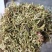 贵州贞丰高山金银花茶浓浓的清香味，清香扑鼻
