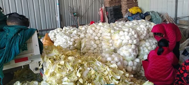 精品娃娃菜，净菜打包，产地直发/一手货源！