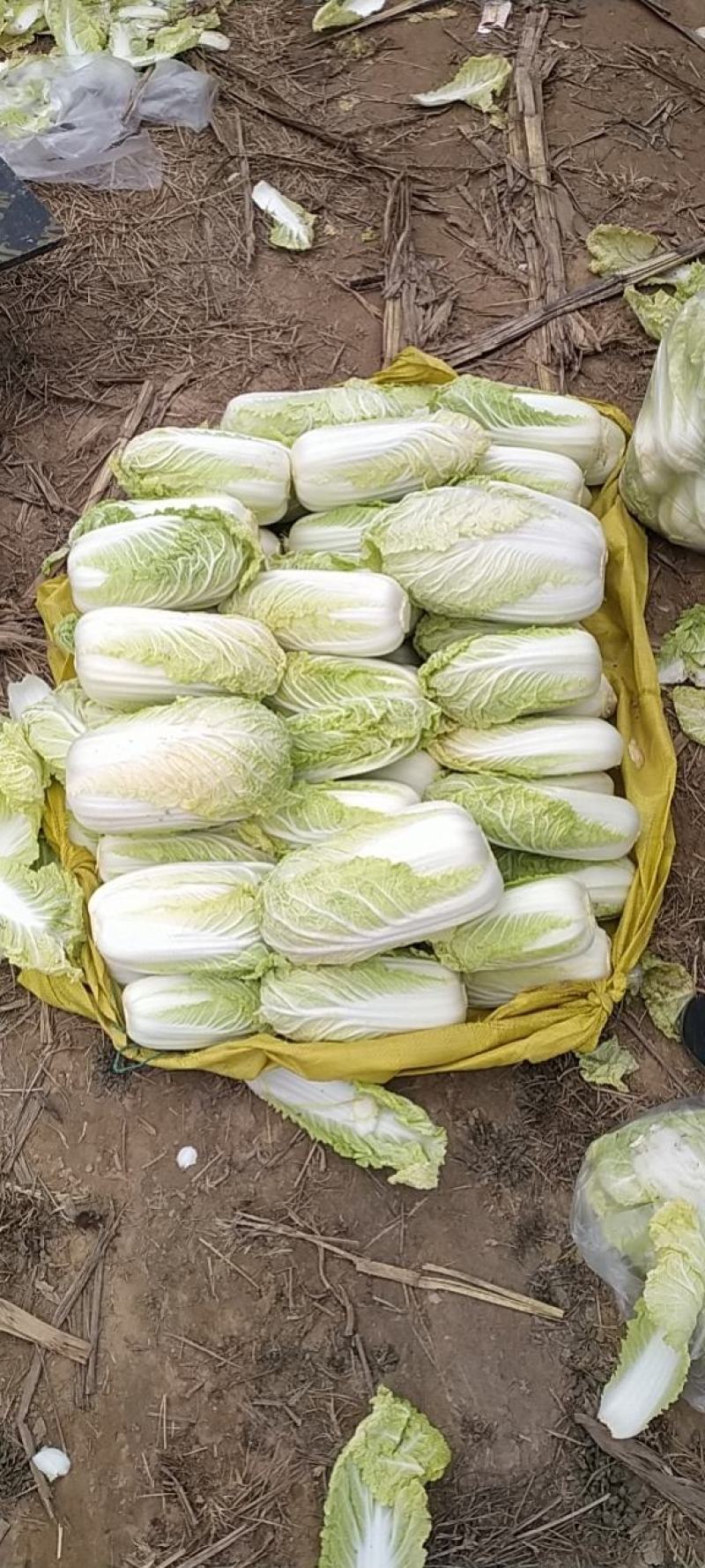 精品娃娃菜，净菜打包，产地直发/一手货源！