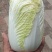 精品娃娃菜，净菜打包，产地直发/一手货源！