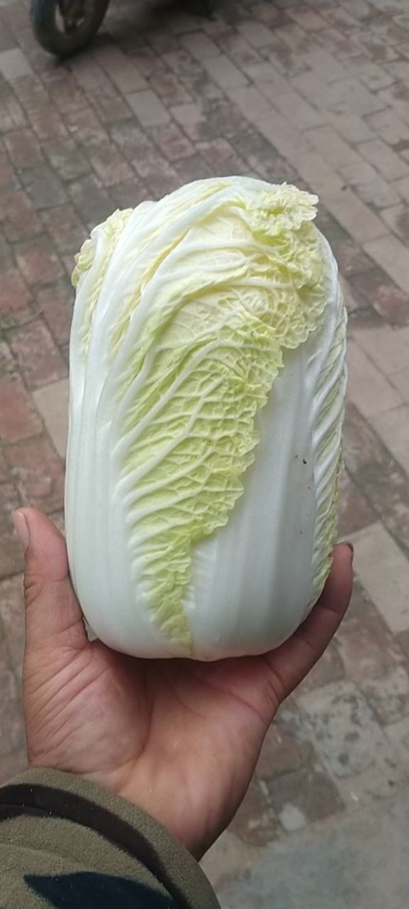 精品娃娃菜，净菜打包，产地直发/一手货源！