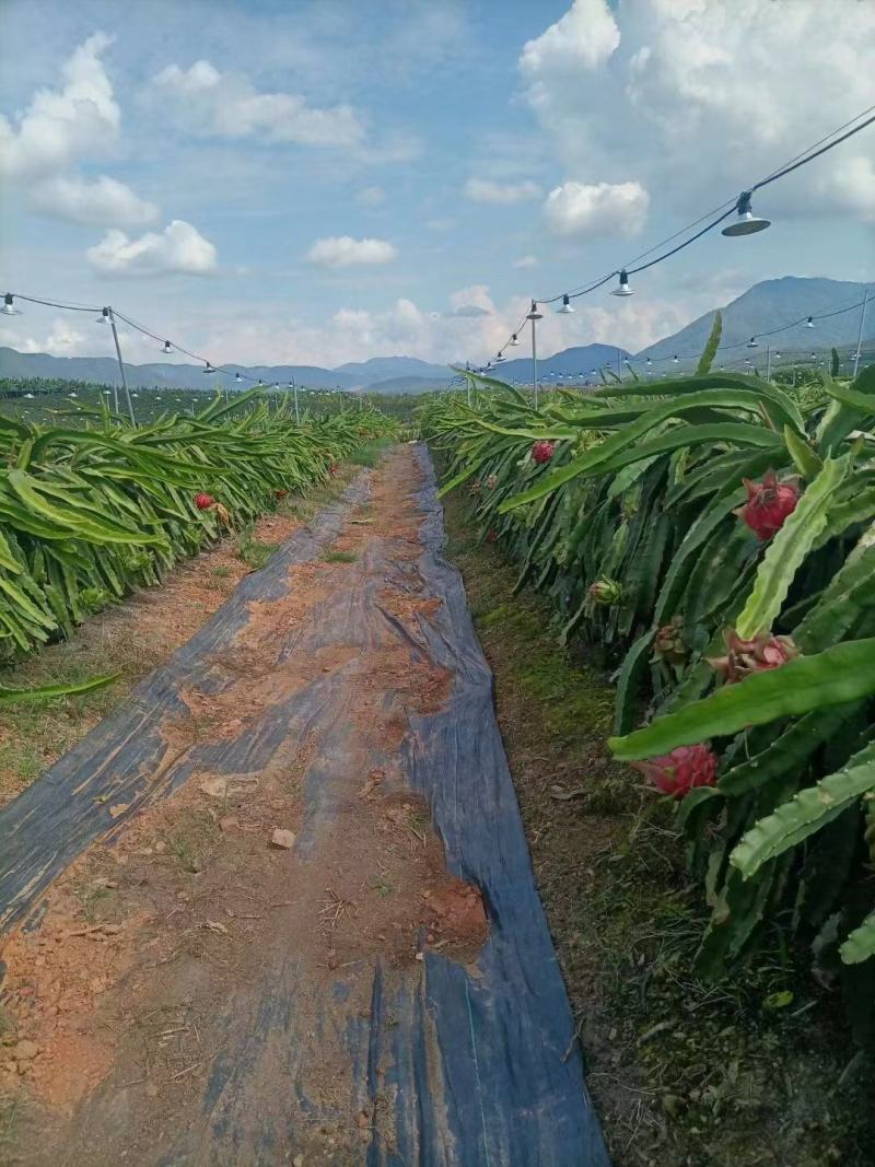 红心火龙果蜜宝